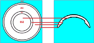 Diagram of four-curve lens zones with a cross-section